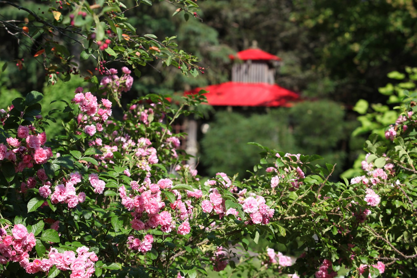 Escale aux Jardins de la petite école de Céline Montmigny