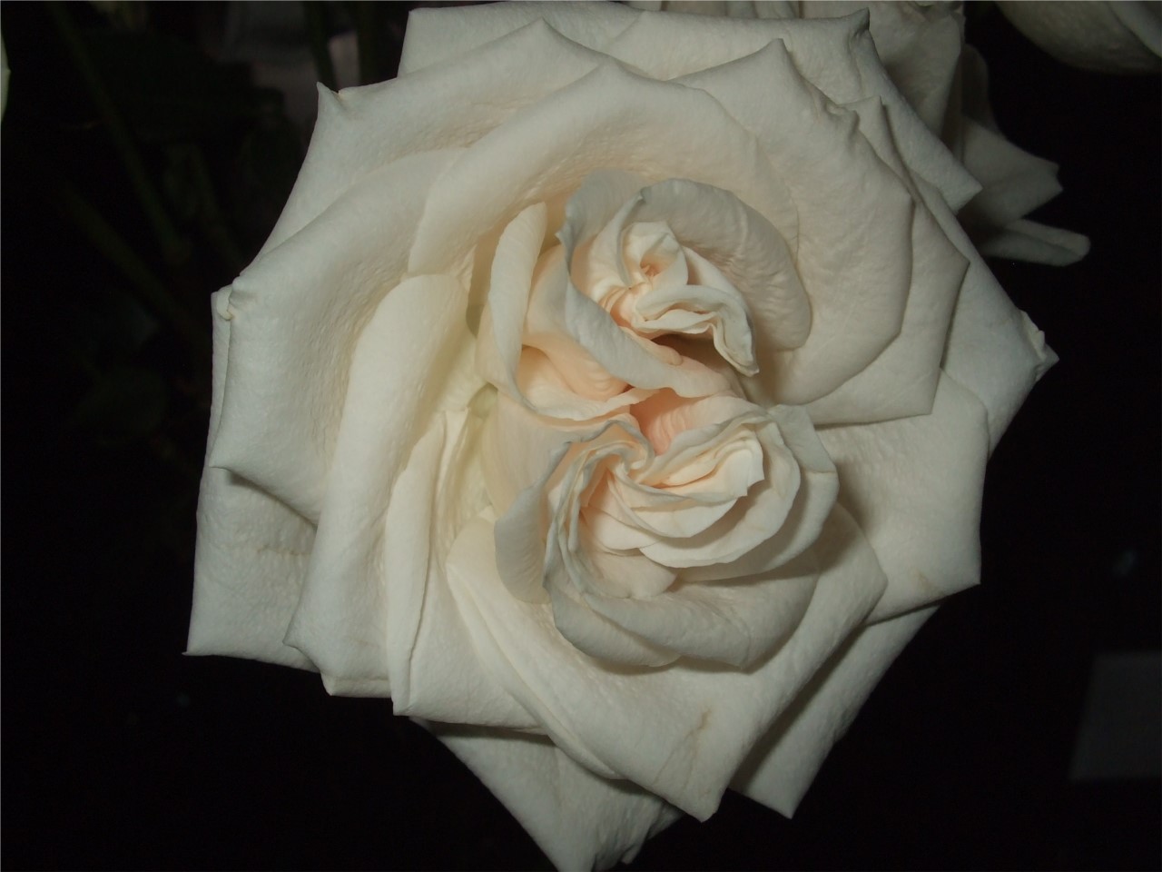 Rose à double coeur