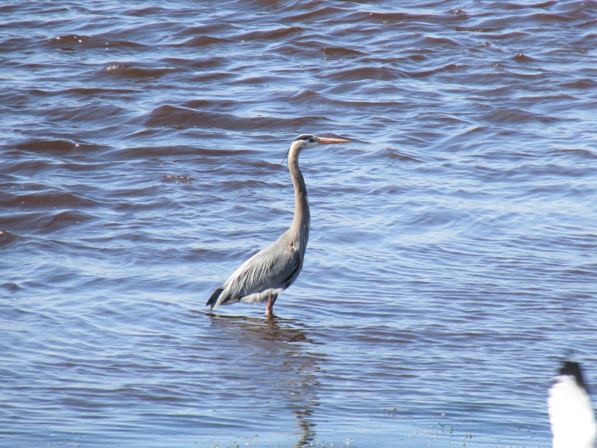 Les pieds dans l'eau du Saint-Laurent