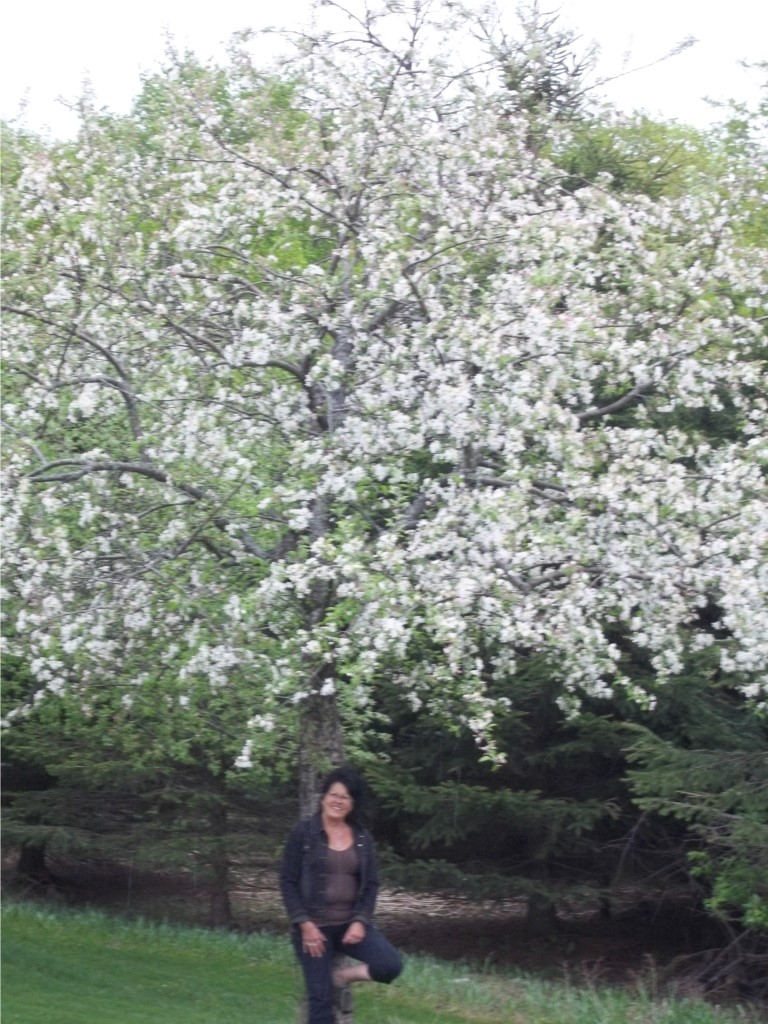 POMMIER EN FLEURS