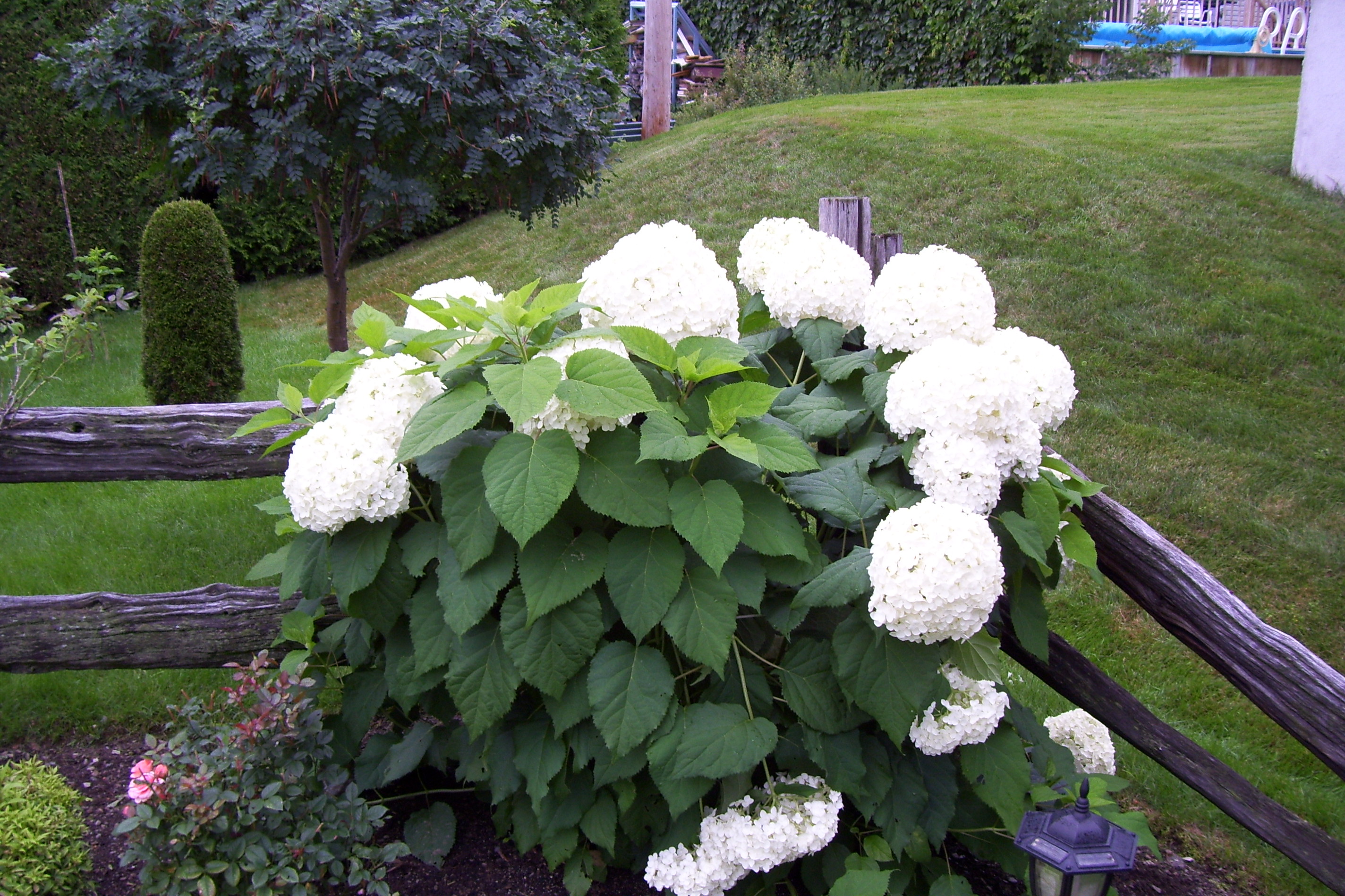 fleurs de notre terrain