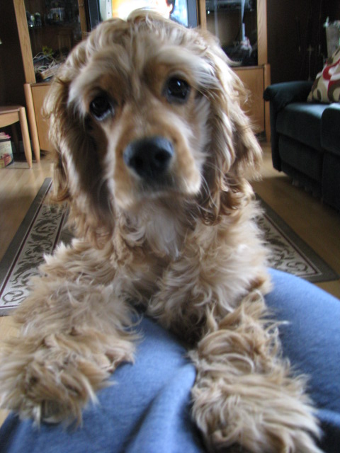 Animal de compagnie Mimo