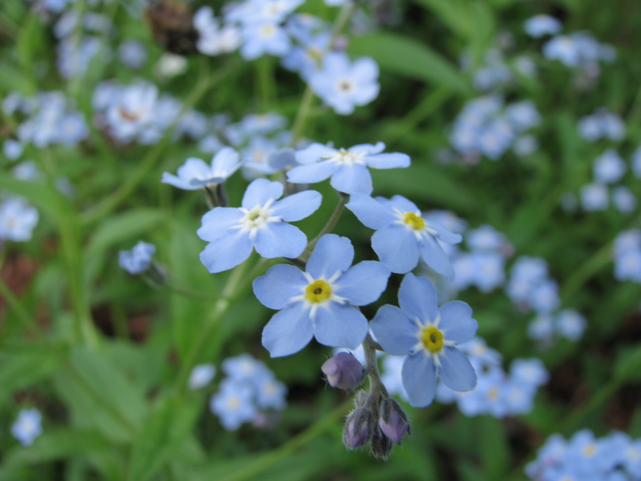 Myosotis