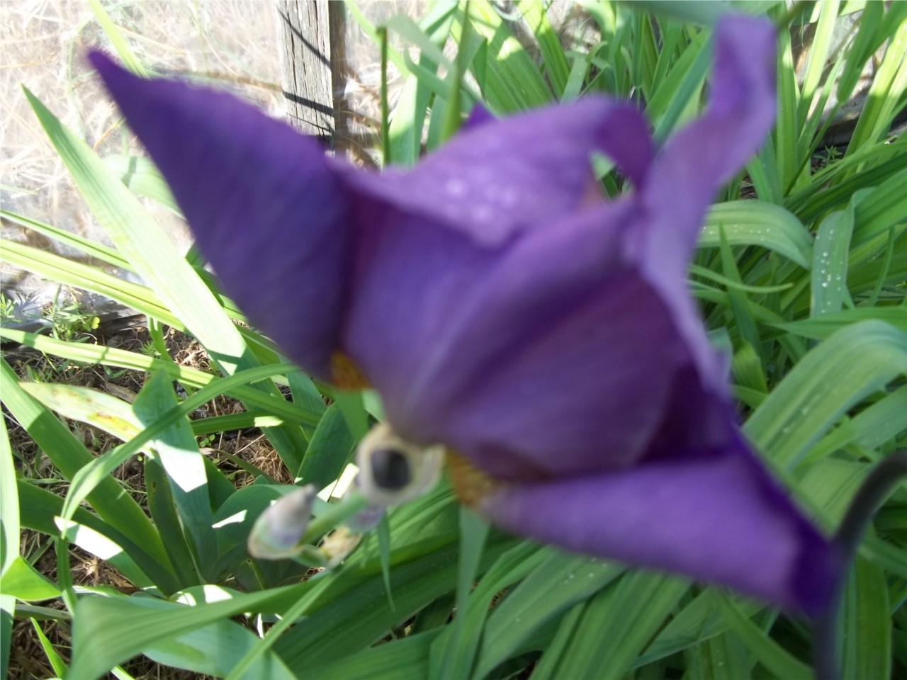 iris