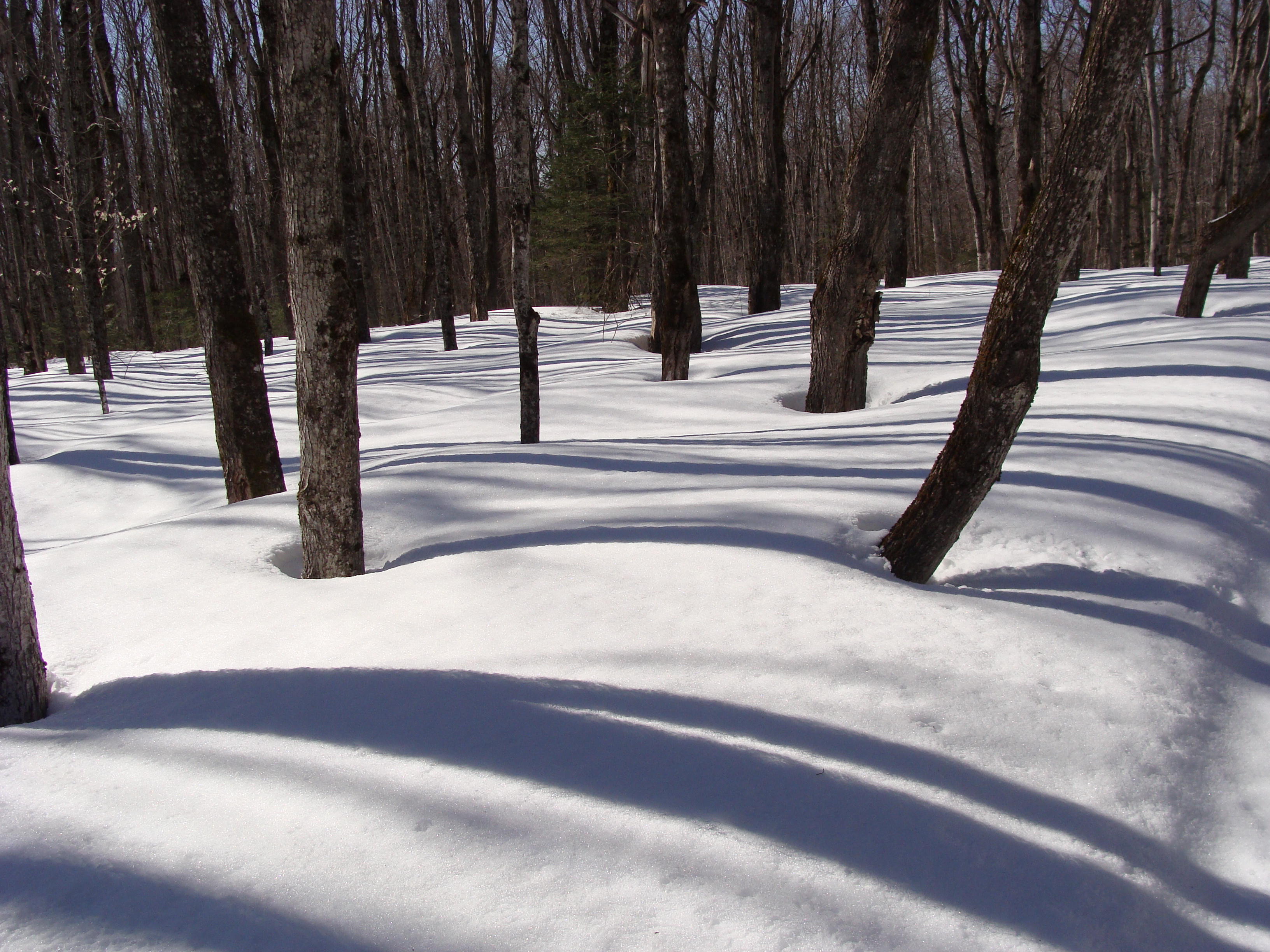 La forêt en hiver!