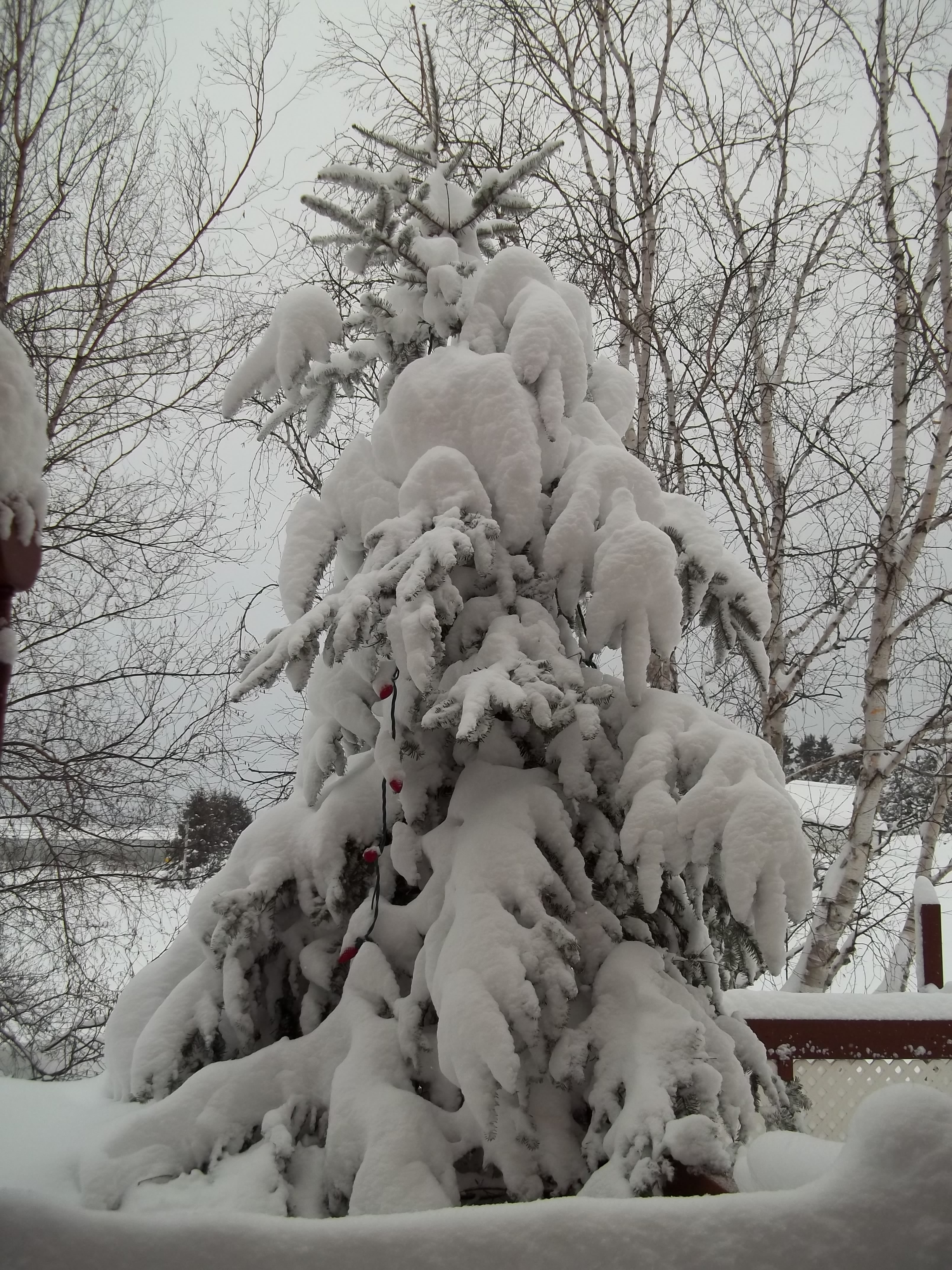 paysage hiver