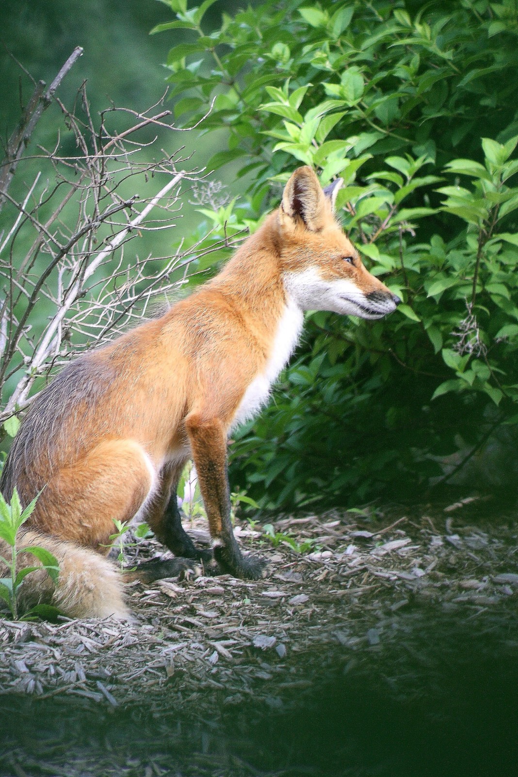 Renard roux