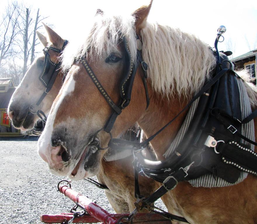 chevaux