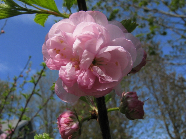 rose du printemps 