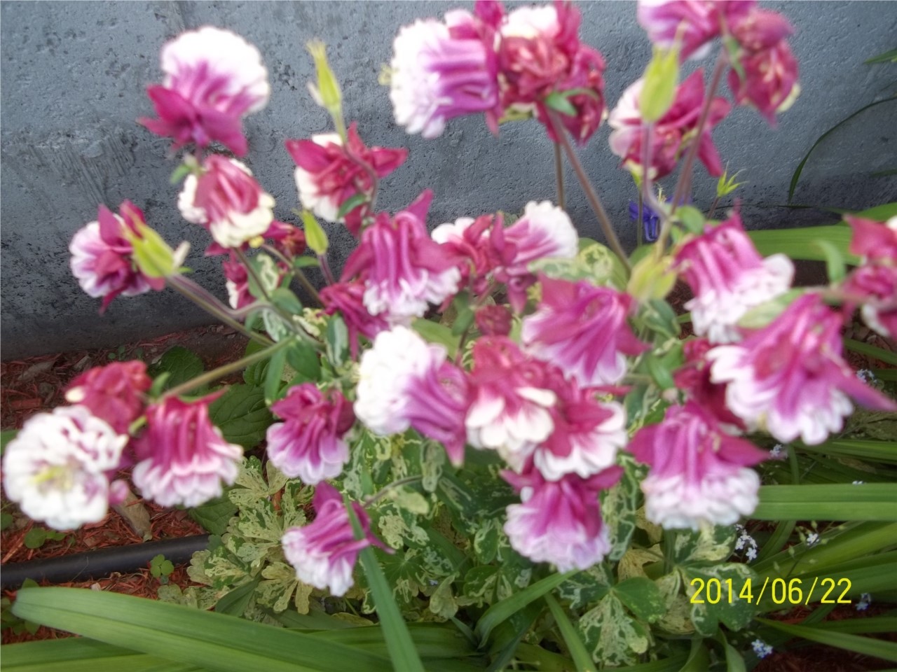 mon jardin