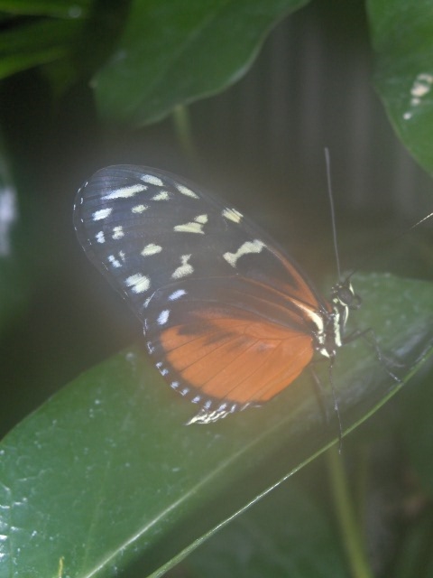 papillon après la pluie