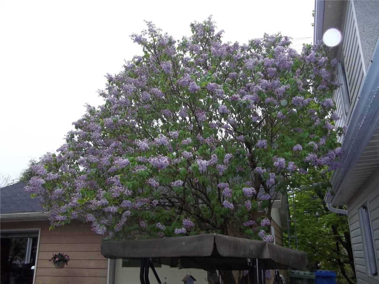LILAS 2013