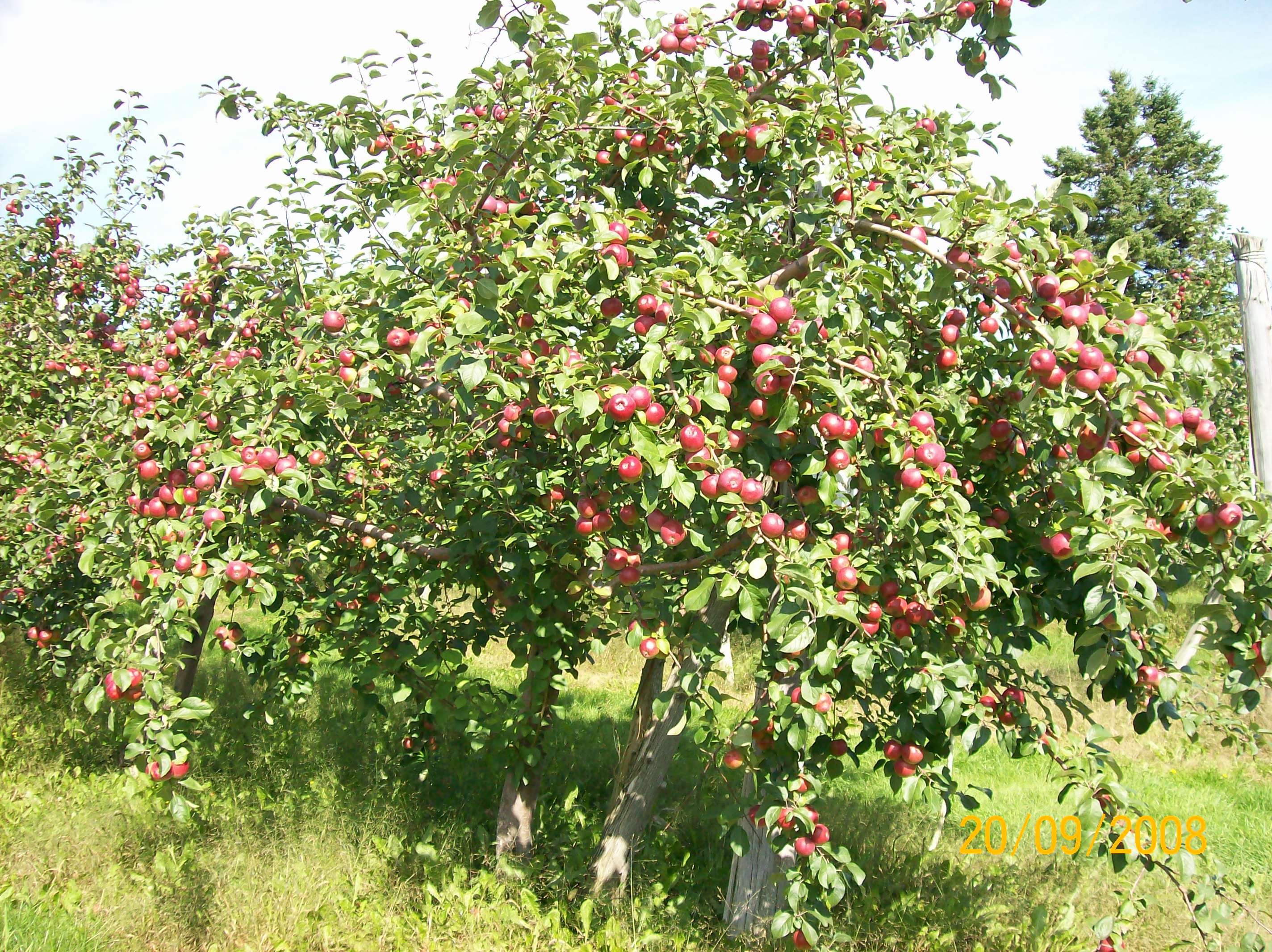 Pommes en abondance au Verger à Ti-Paul