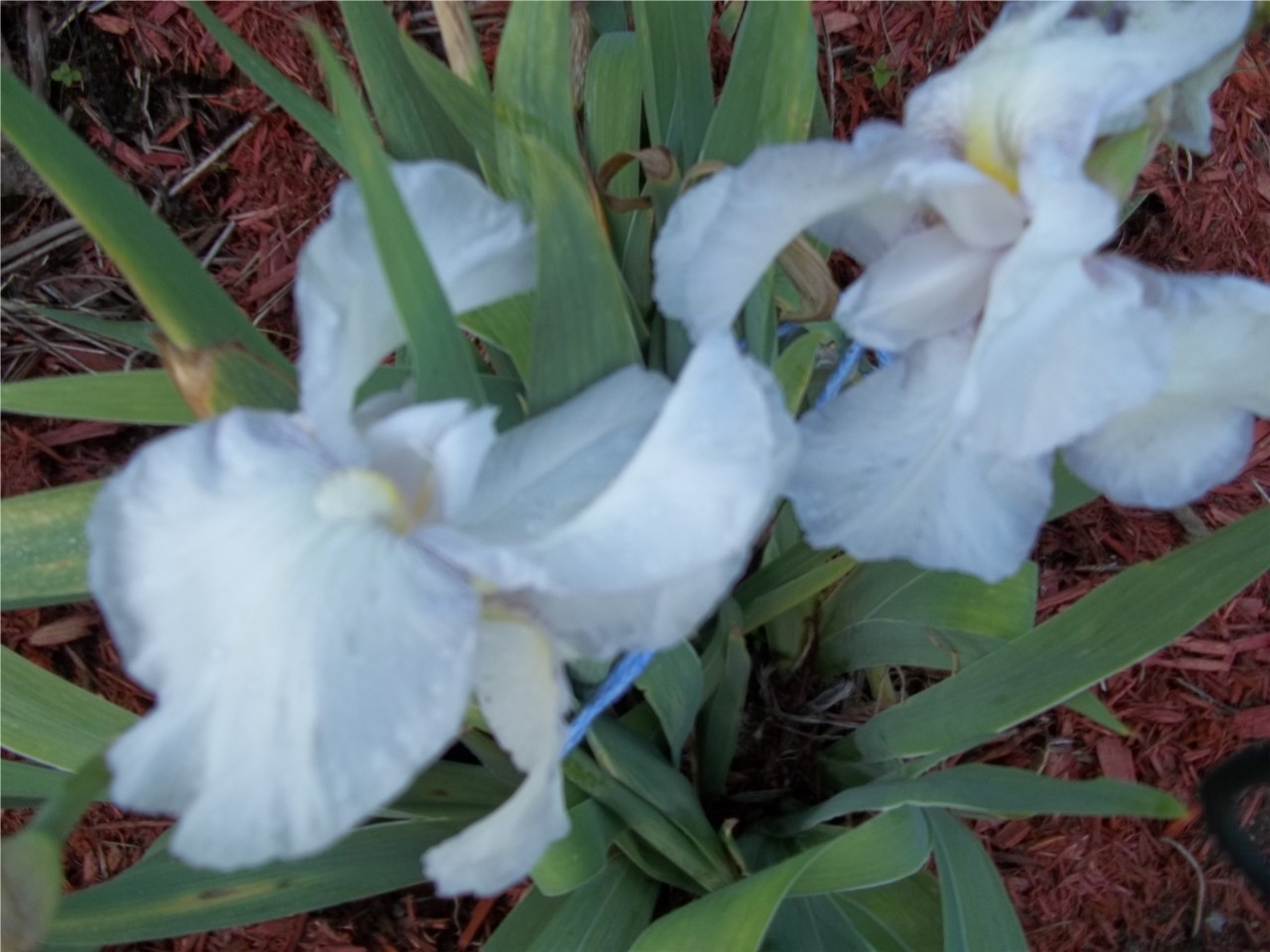 iris