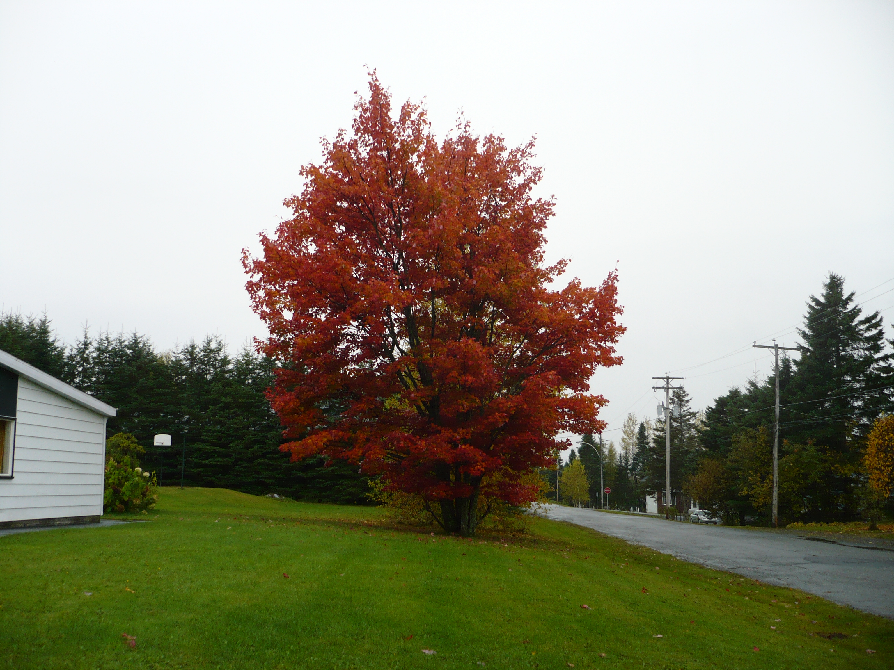 splendeur d'automne