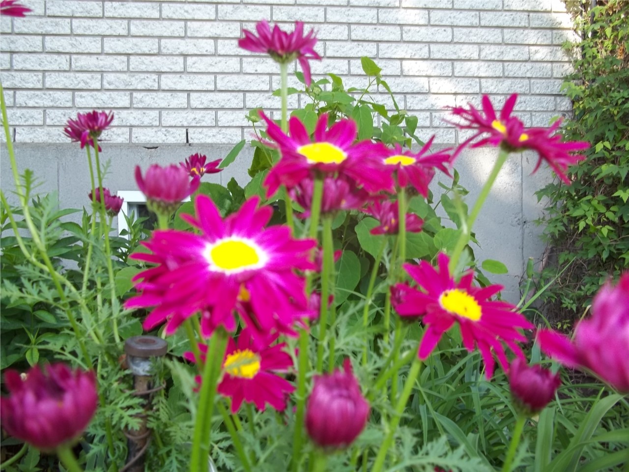 ROSE BEAUTÉ