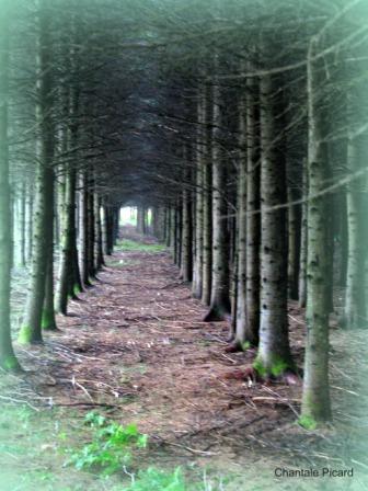 sentier perdu