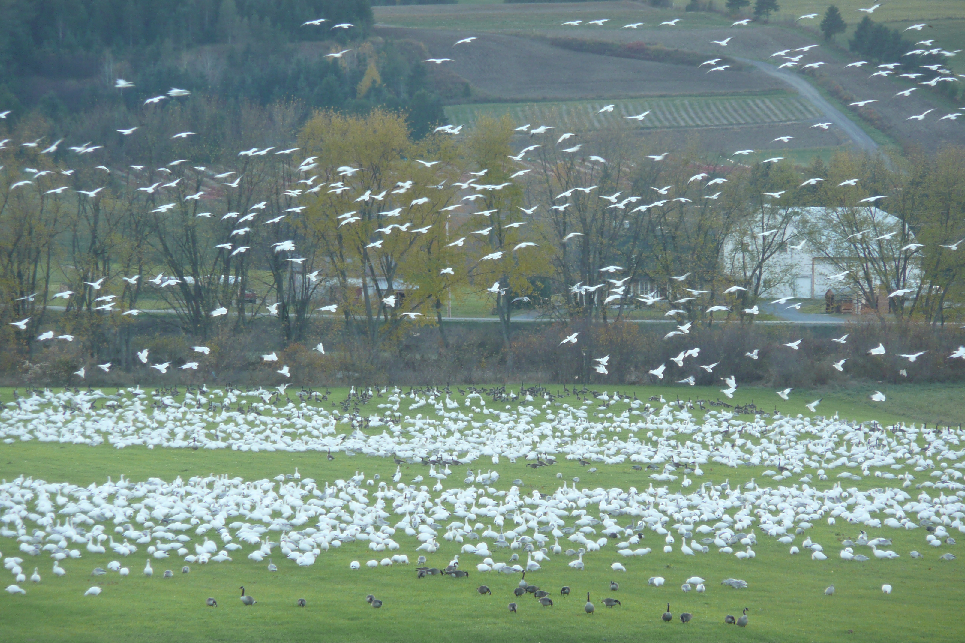 oiseaux  (migration)