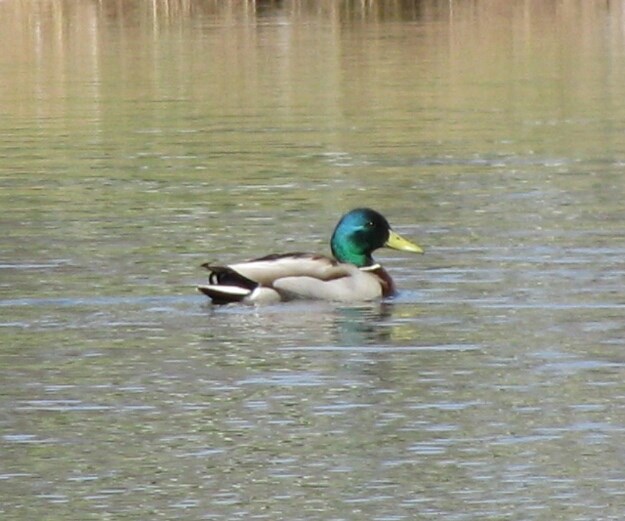 huard