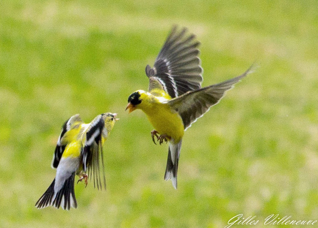 duel entre chadonnerets