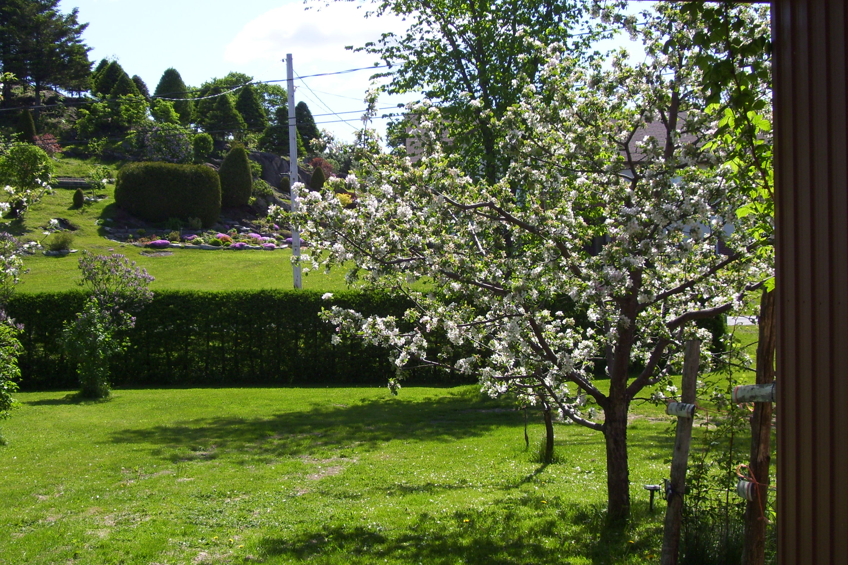 La beauté d'un pommier en fleurs