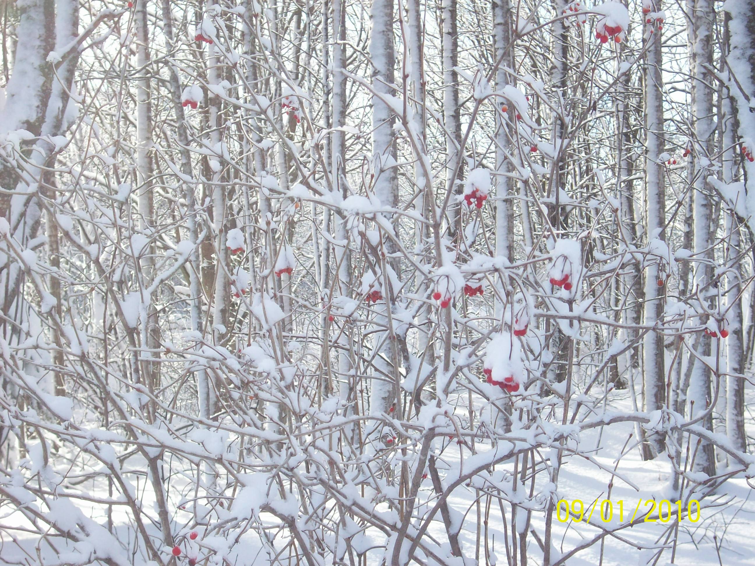 Petits fruits rouges