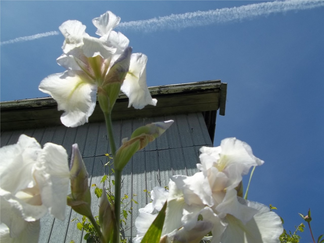 IRIS 2013
