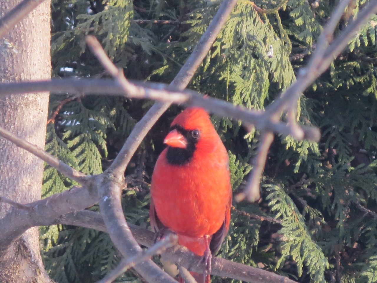 cardinal mâle