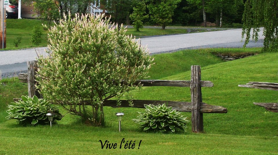 Vive lété