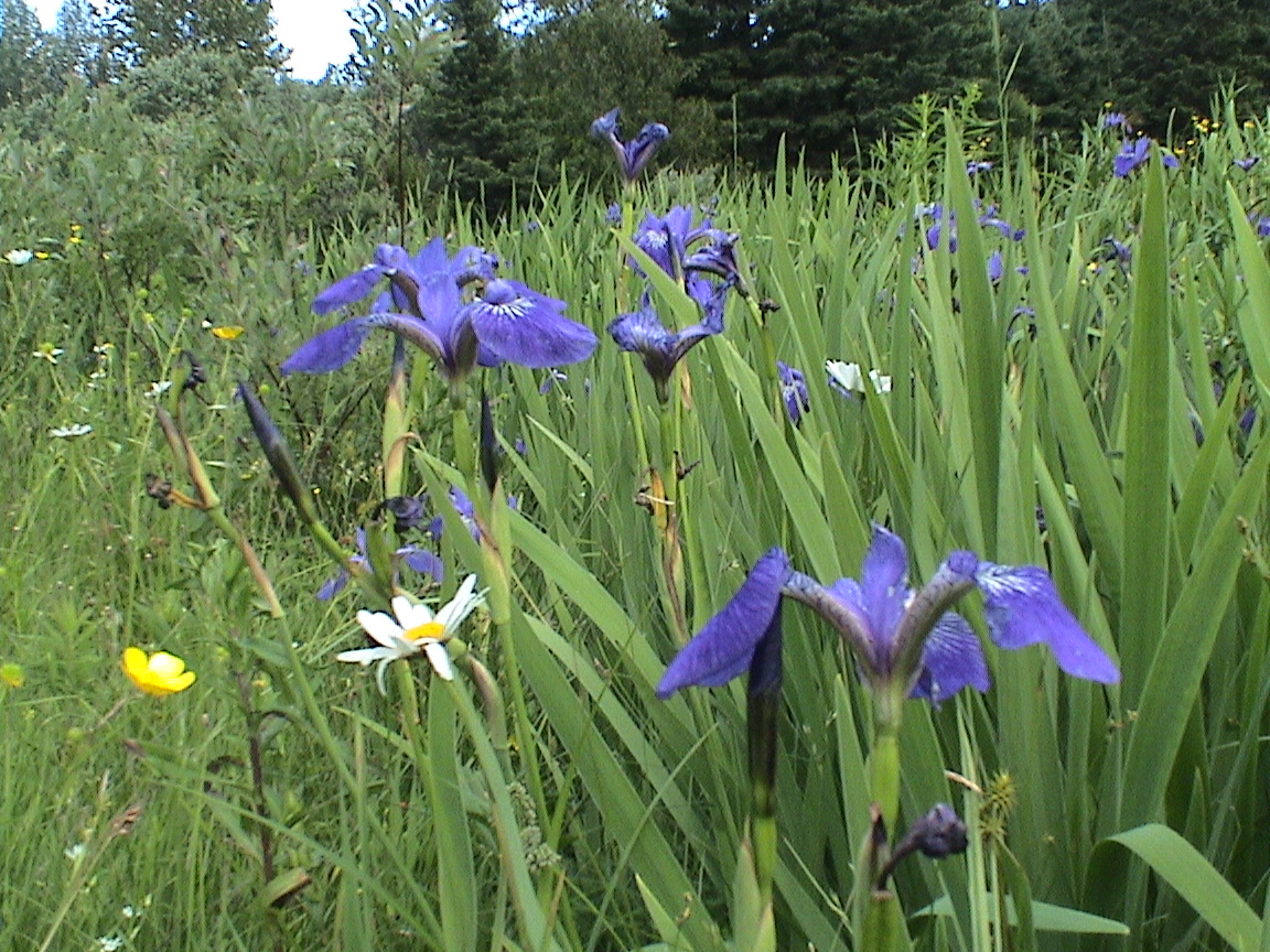 Souvenir d'été