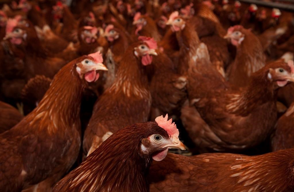 Devrait-on s'inquiéter de la grippe aviaire H5N1?
