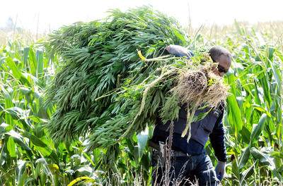 Les forces de l'ordre s'attaquent à la récolte de marijuana