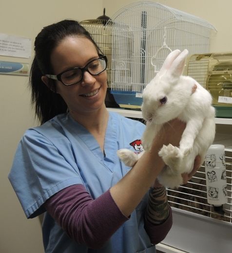 Des lapins de Pâques abandonnés