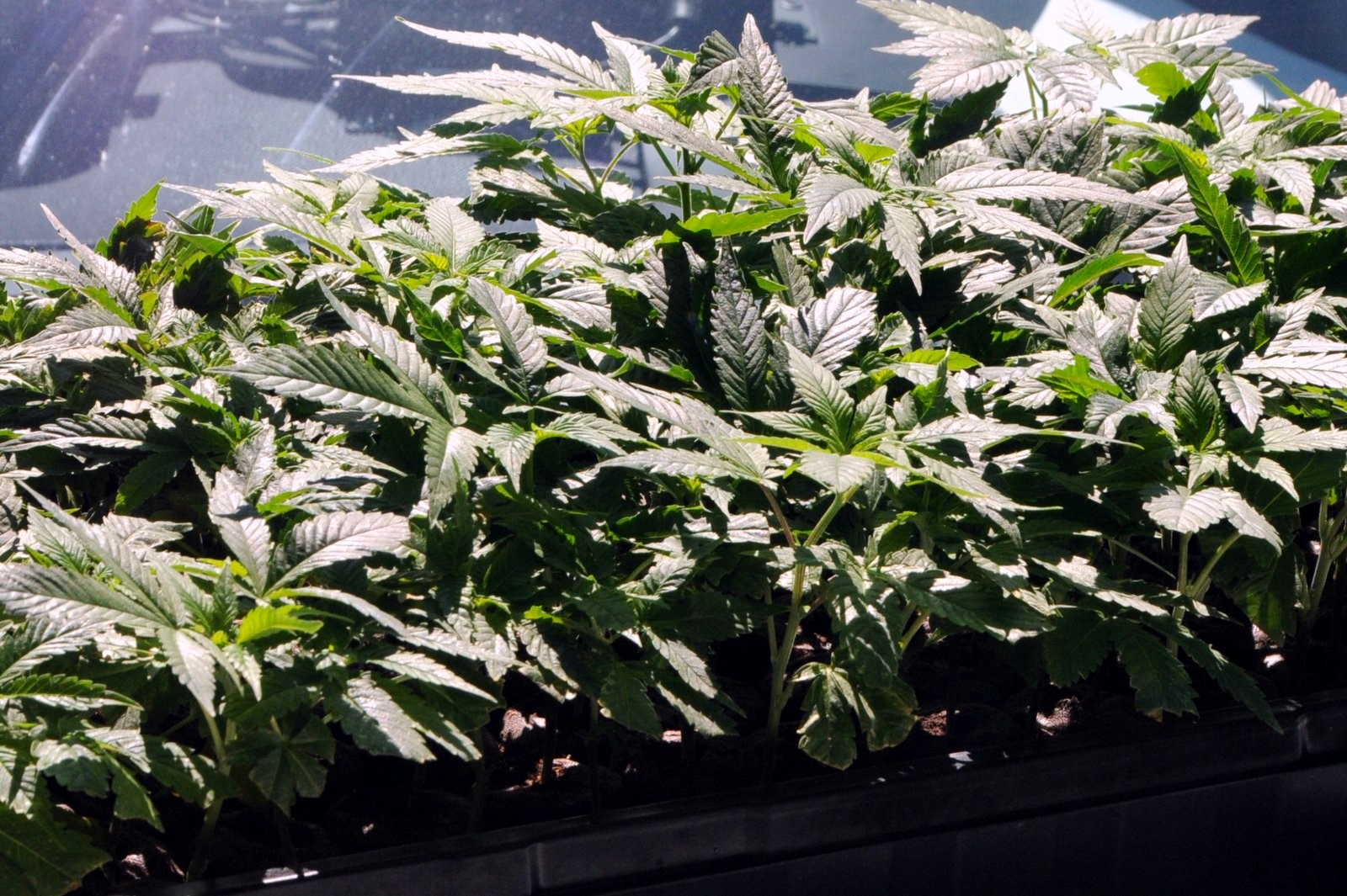 La Sûreté du Québec souligne la Semaine de prévention de la toxicomanie