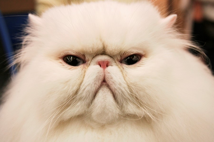 Shawinigan exige l'enregistrement et le port d'une licence pour vos chats