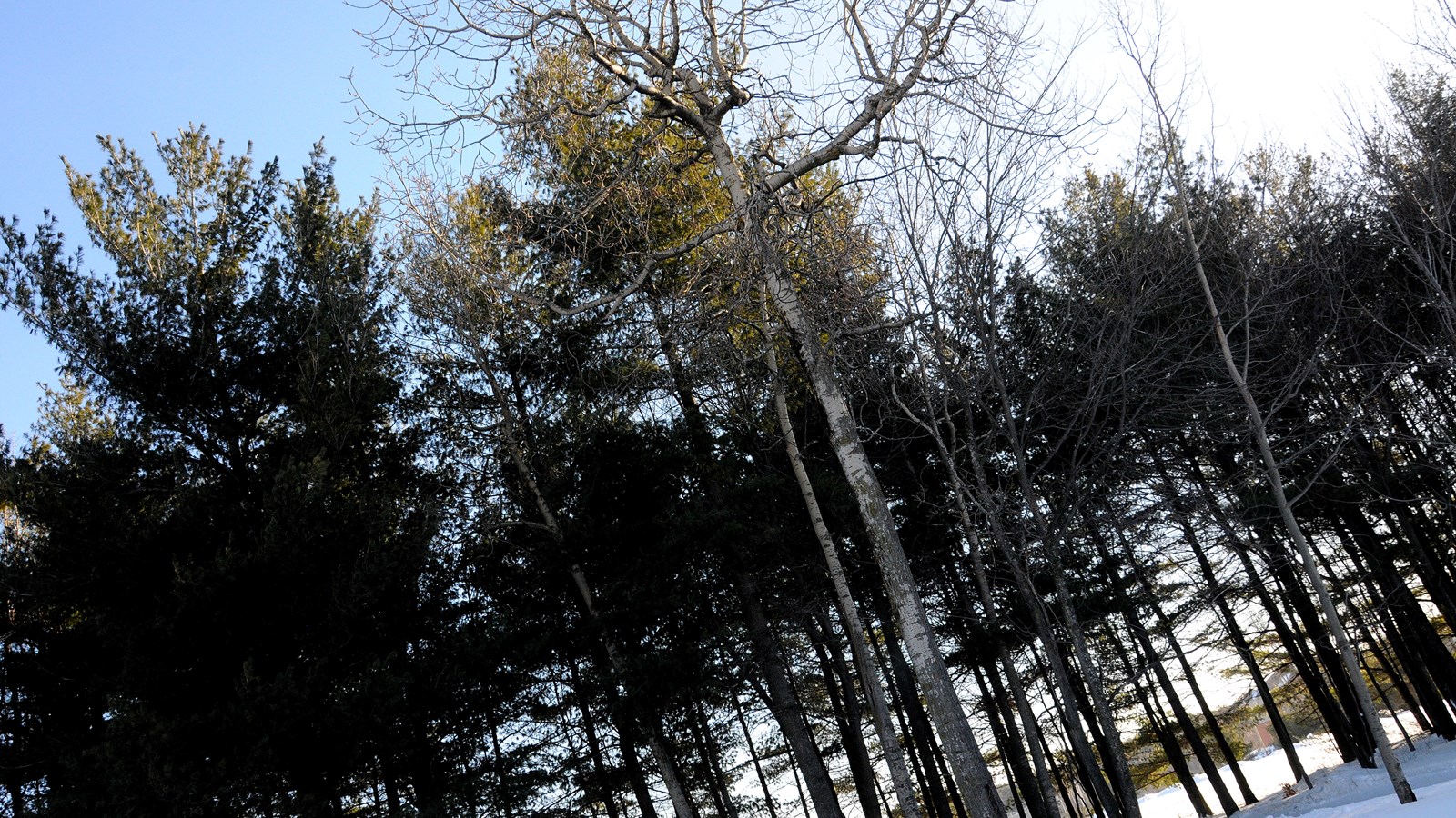 Un printemps plus froid que la normale