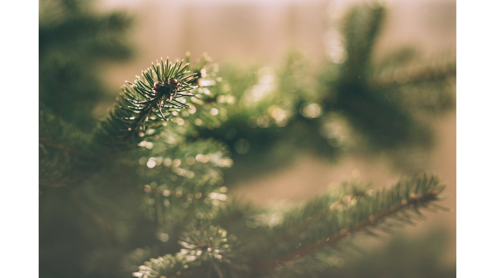 Collecte et récupération des sapins de Noël : semaine du 13 janvier
