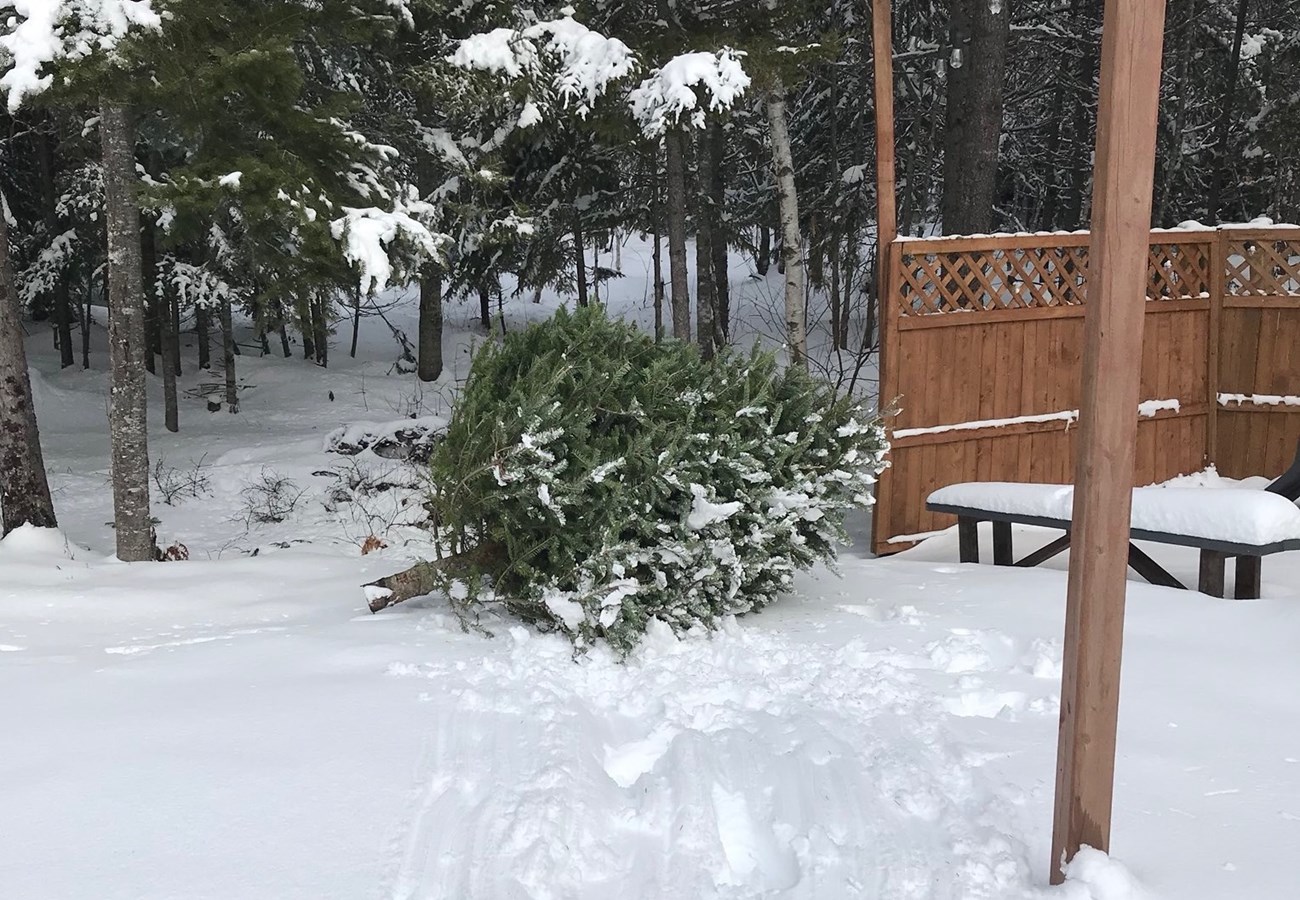 Une collecte ciblée des sapins de Noël à Shawinigan