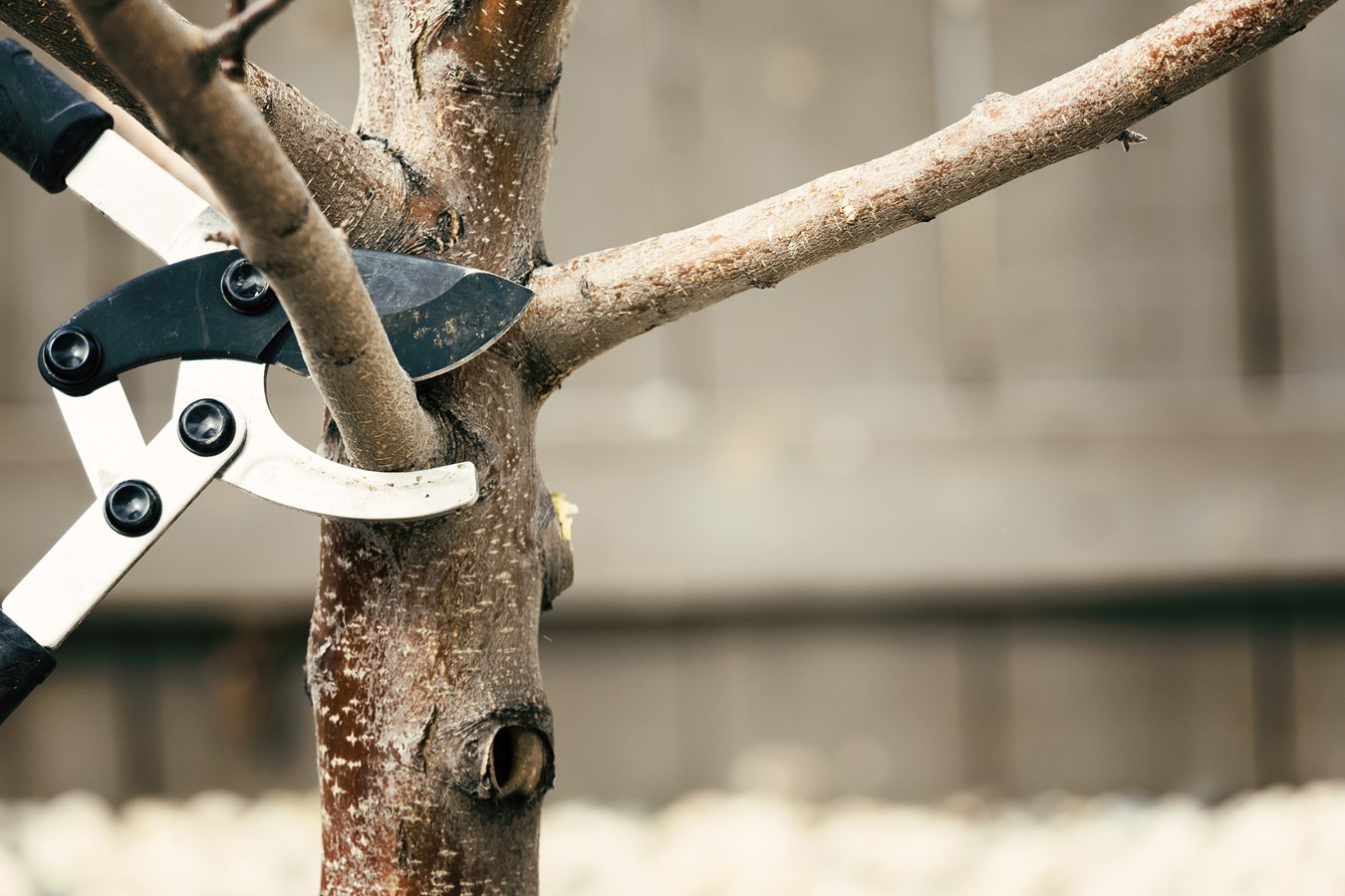 Des conseils sur la taille et l’entretien des arbres