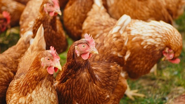 Le projet pilote des poules urbaines est de retour à Trois-Rivières