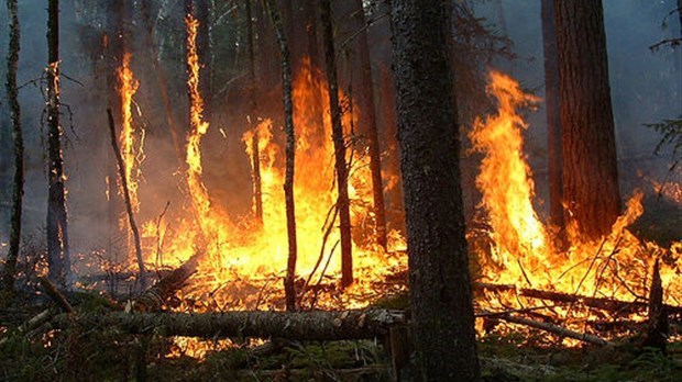 Conditions météo extrêmes et feux de forêt : Ottawa prend des mesures de précaution