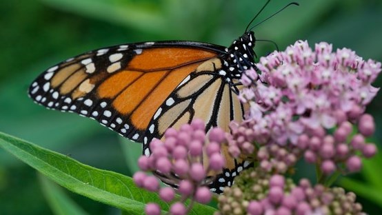 Aider à la protection du papillon monarque par une sortie en plein air