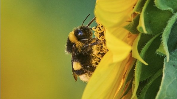 Les changements climatiques pourraient menacer les bourdons
