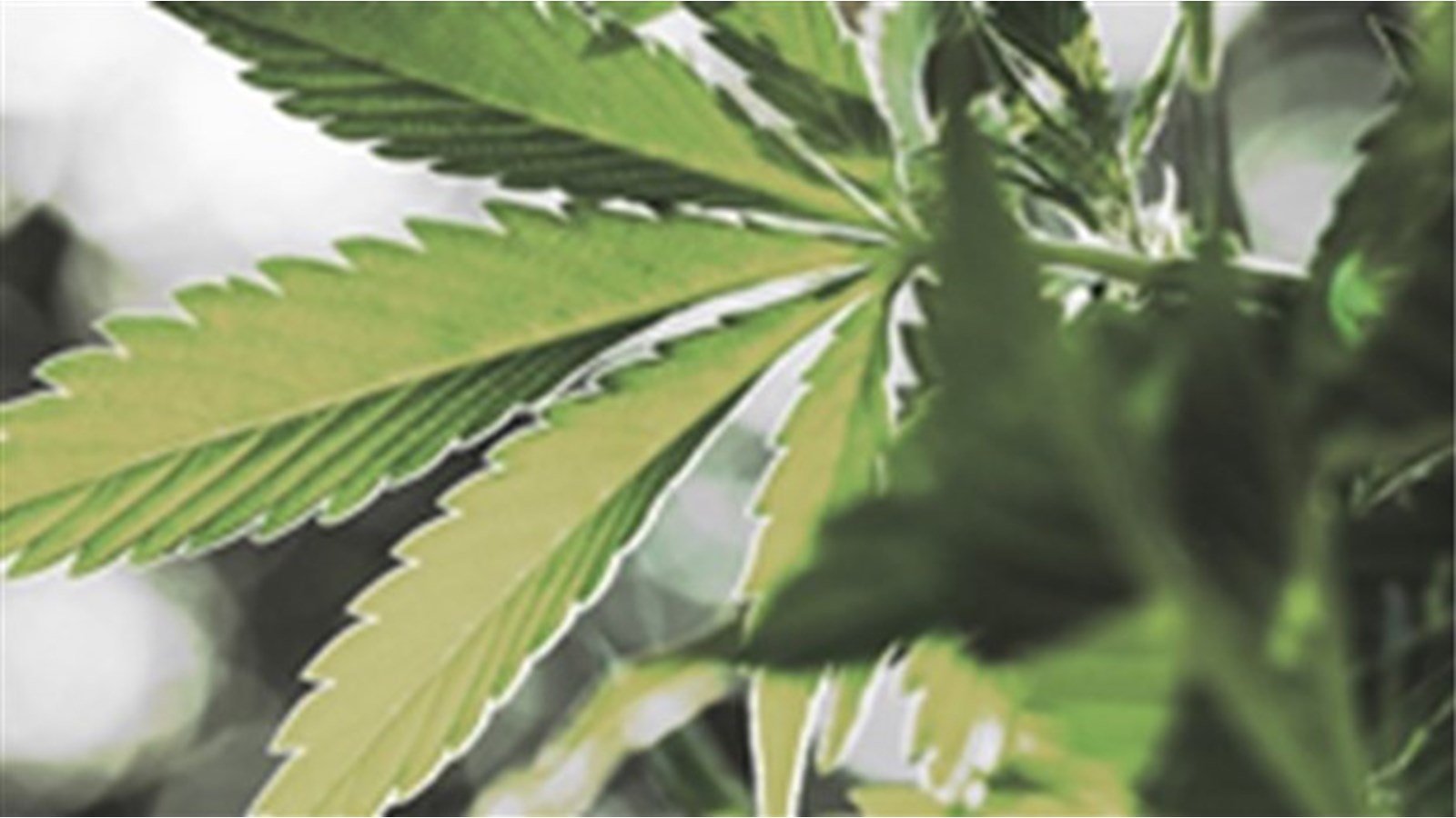Plus de produits à base de cannabis vendus en 2020
