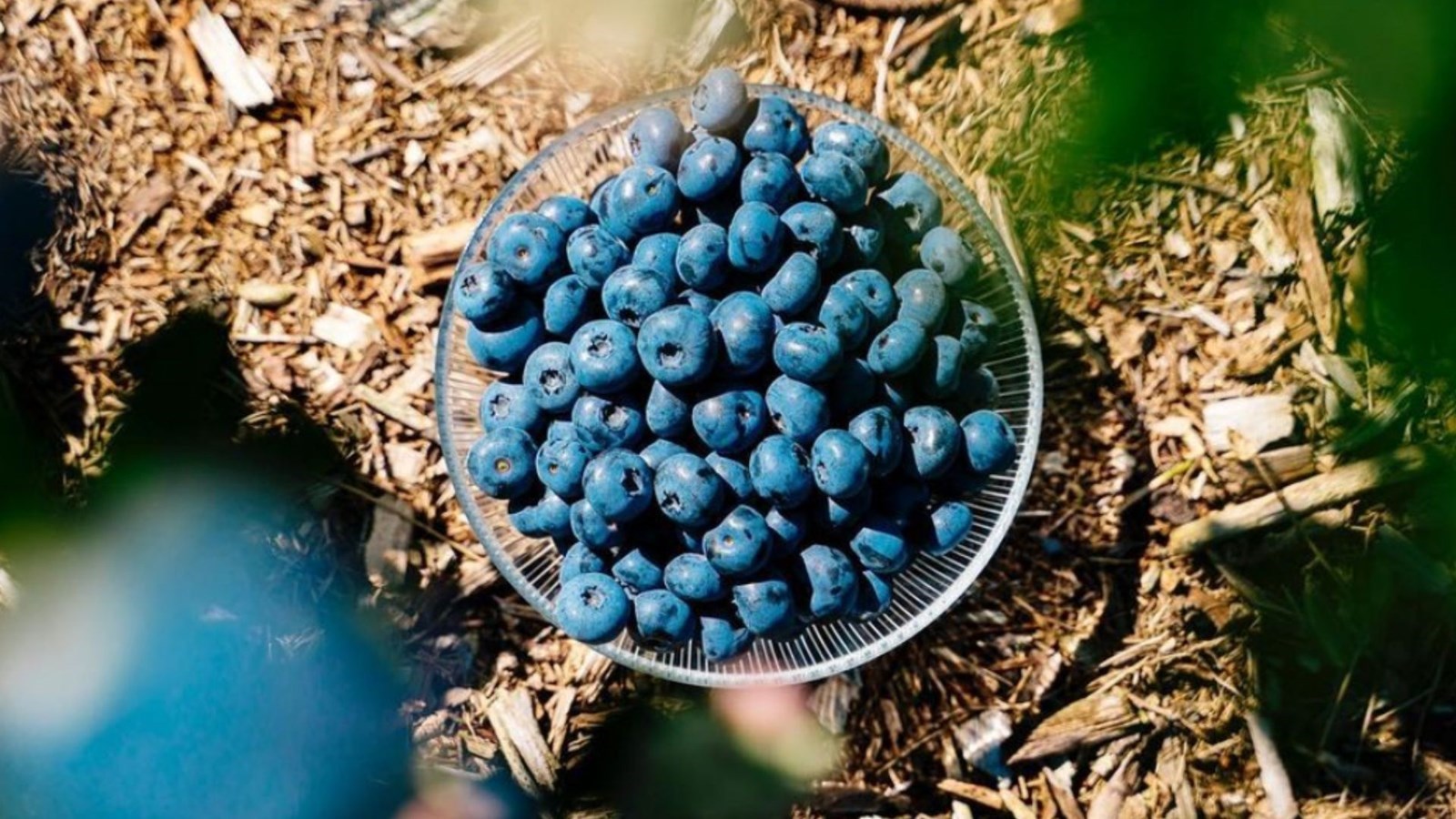 Où peut-on cueillir des bleuets et des framboises dans Vaudreuil-Soulanges