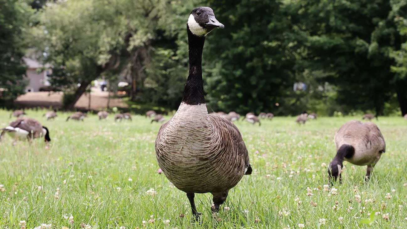 Une centaine de bernaches prenaient la pose à Rivière-Beaudette sur la rue Principale.