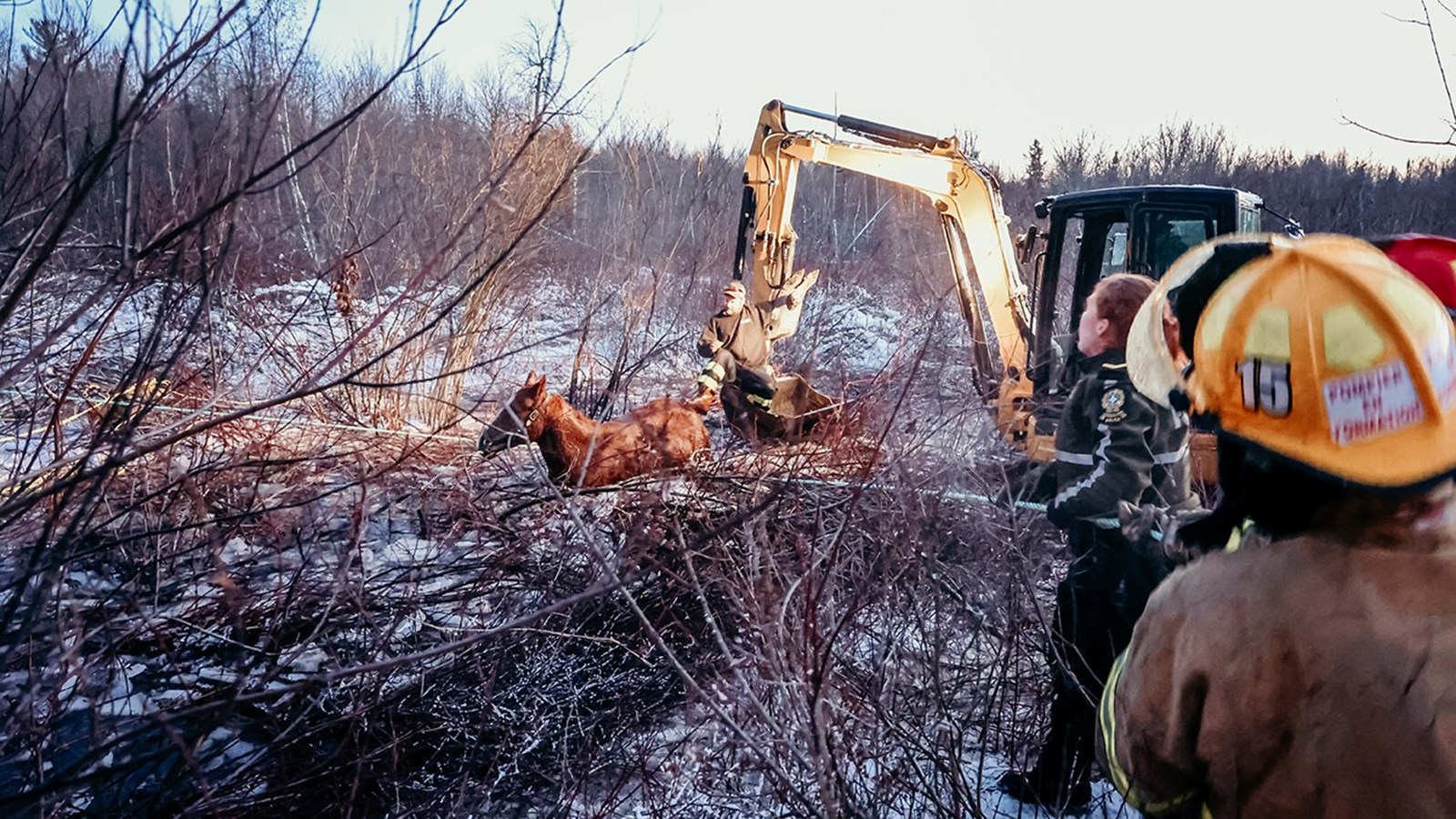 Épuisant sauvetage équestre en cours à Sainte-Justine-de-Newton