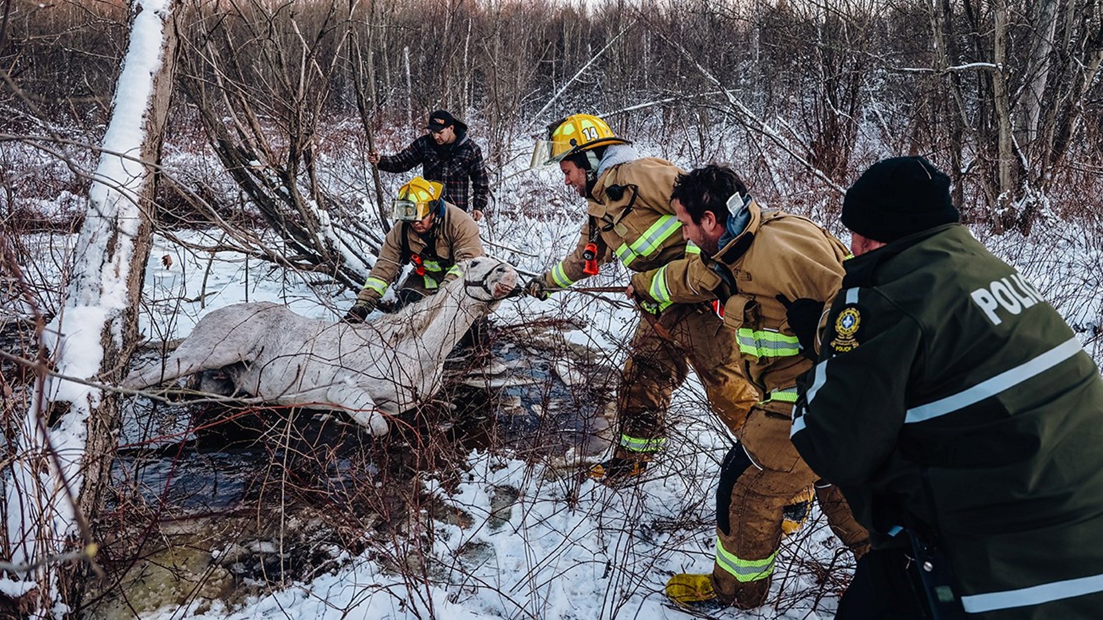 Épuisant sauvetage équestre en cours à Sainte-Justine-de-Newton