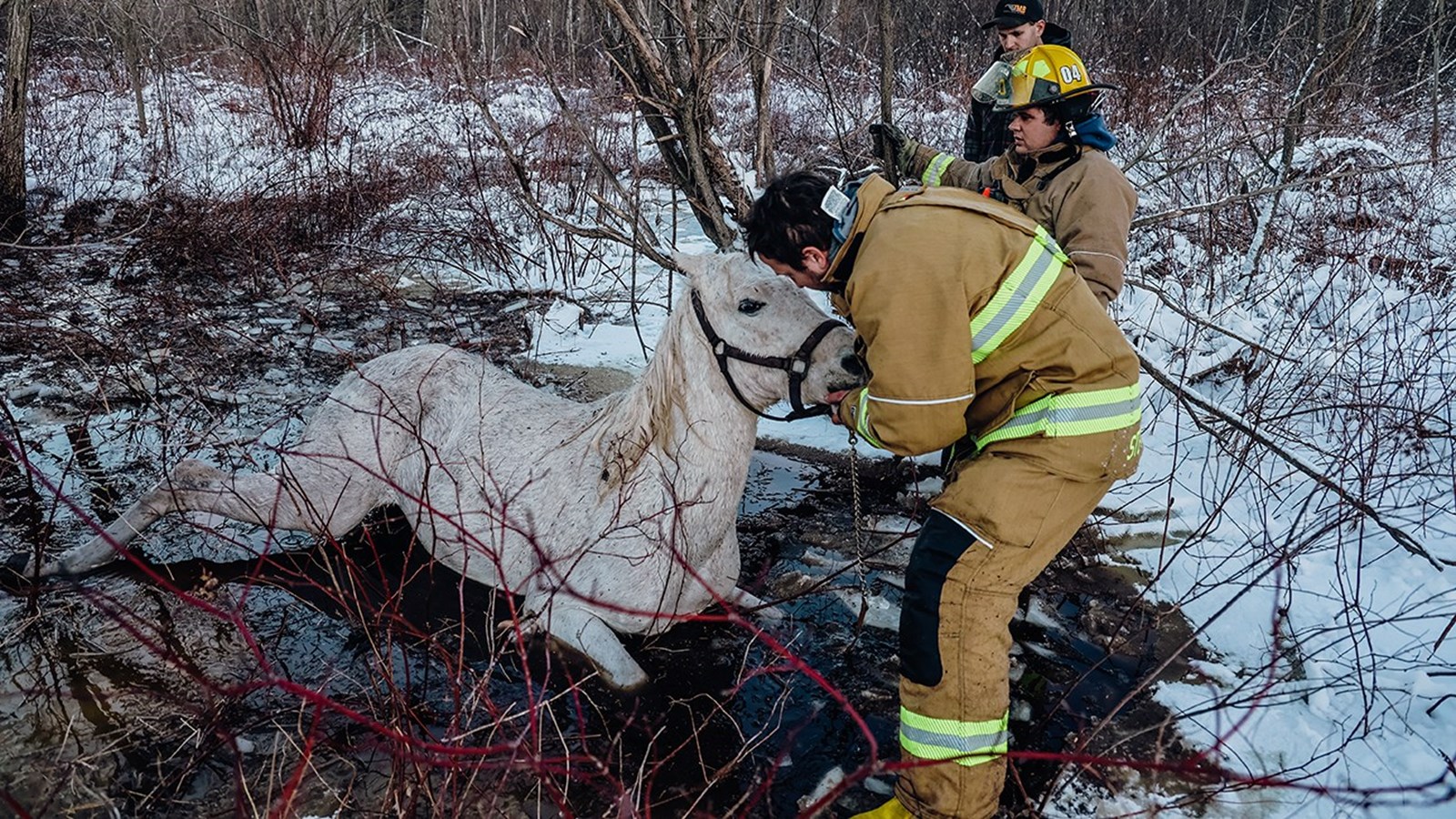 Épuisant sauvetage équestre en cours à Sainte-Justine-de-Newton