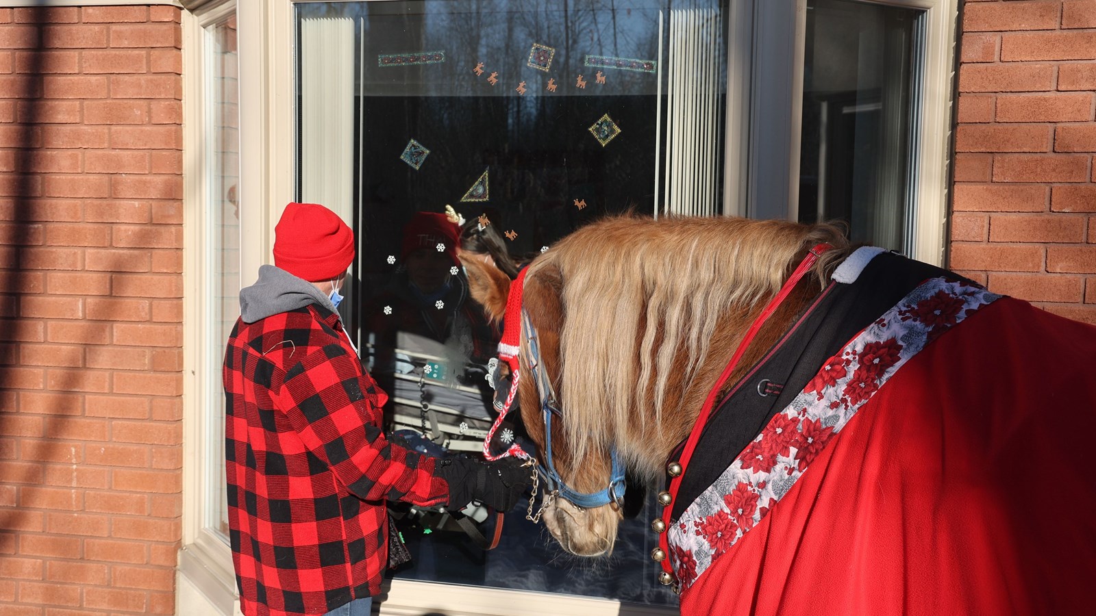 Un cheval apporte du réconfort à des patients aux soins palliatifs pour Noël
